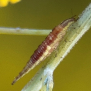 Hemerobiidae sp. (family) at Casey, ACT - 18 Aug 2024