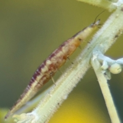 Hemerobiidae sp. (family) at Casey, ACT - 18 Aug 2024