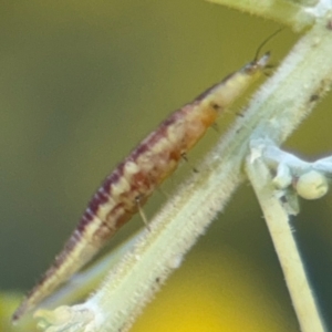 Hemerobiidae sp. (family) at Casey, ACT - 18 Aug 2024