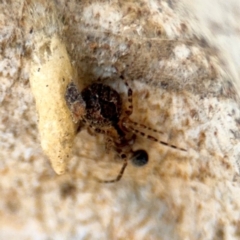 Cryptachaea veruculata (Diamondback comb-footed spider) at Casey, ACT - 18 Aug 2024 by Hejor1