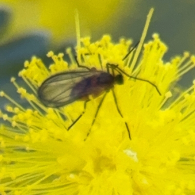 Mycetophilidae (family) at Casey, ACT - 18 Aug 2024 by Hejor1