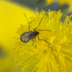 Cecidomyiidae (family) at Casey, ACT - 18 Aug 2024 10:16 AM