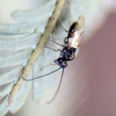 Ichneumonidae (family) at Casey, ACT - 18 Aug 2024 by Hejor1