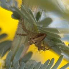 Oxyopes sp. (genus) (Lynx spider) at Casey, ACT - 17 Aug 2024 by Hejor1