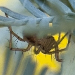 Oxyopes sp. (genus) at Casey, ACT - 18 Aug 2024