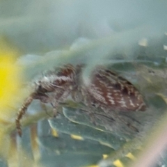 Opisthoncus sp. (genus) (Unidentified Opisthoncus jumping spider) at Casey, ACT - 18 Aug 2024 by Hejor1