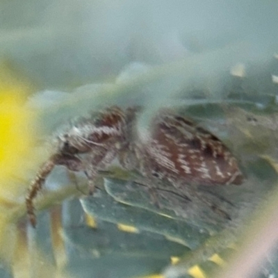 Opisthoncus sp. (genus) (Unidentified Opisthoncus jumping spider) at Casey, ACT - 18 Aug 2024 by Hejor1