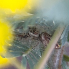 Opisthoncus sp. (genus) at Casey, ACT - 18 Aug 2024