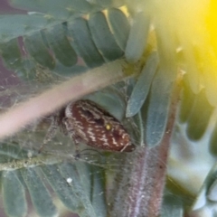 Opisthoncus sp. (genus) at Casey, ACT - 18 Aug 2024