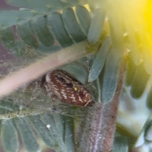 Opisthoncus sp. (genus) at Casey, ACT - 18 Aug 2024