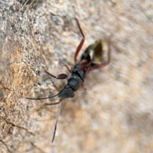 Daerlac cephalotes at Casey, ACT - 18 Aug 2024 10:19 AM