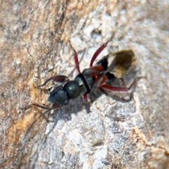 Daerlac cephalotes at Casey, ACT - 18 Aug 2024