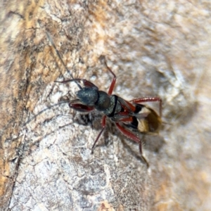 Daerlac cephalotes at Casey, ACT - 18 Aug 2024