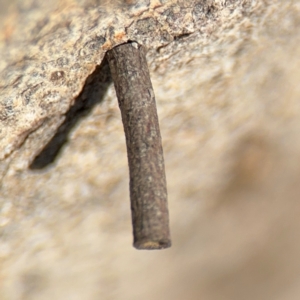 Hemibela sp. (genus) at Casey, ACT - 18 Aug 2024