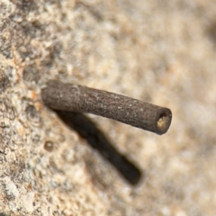 Hemibela sp. (genus) at Casey, ACT - 18 Aug 2024