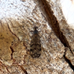 Sylvicola dubius (Wood-gnat) at Casey, ACT - 18 Aug 2024 by Hejor1