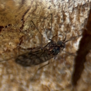 Sylvicola dubius at Casey, ACT - 18 Aug 2024