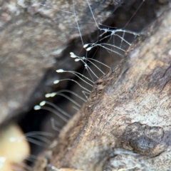 Neuroptera (order) (Unidentified lacewing) at Casey, ACT - 18 Aug 2024 by Hejor1