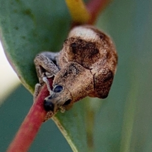 Gonipterus pulverulentus at Casey, ACT - 18 Aug 2024 10:27 AM