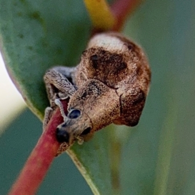 Gonipterus pulverulentus (Eucalyptus weevil) at Casey, ACT - 18 Aug 2024 by Hejor1