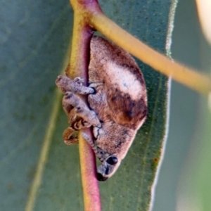 Gonipterus pulverulentus at Casey, ACT - 18 Aug 2024 10:27 AM