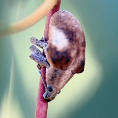 Gonipterus pulverulentus at Casey, ACT - 18 Aug 2024