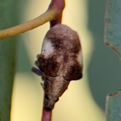 Gonipterus pulverulentus at Casey, ACT - 18 Aug 2024