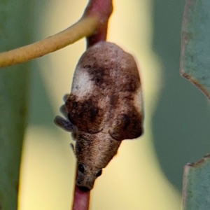 Gonipterus pulverulentus at Casey, ACT - 18 Aug 2024