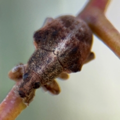 Gonipterus sp. (genus) (Eucalyptus Weevil) at Casey, ACT - 18 Aug 2024 by Hejor1