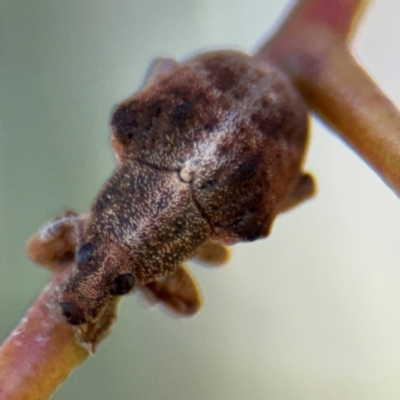 Gonipterus sp. (genus) (Eucalyptus Weevil) at Casey, ACT - 18 Aug 2024 by Hejor1