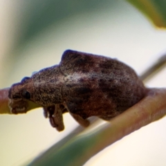 Gonipterus sp. (genus) at Casey, ACT - 18 Aug 2024