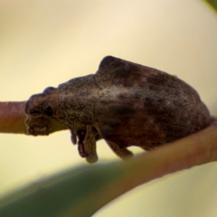 Gonipterus sp. (genus) at Casey, ACT - 18 Aug 2024