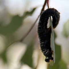Perginae sp. (subfamily) (Unidentified pergine sawfly) at Casey, ACT - 18 Aug 2024 by Hejor1