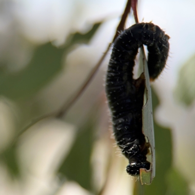 Perginae sp. (subfamily) (Unidentified pergine sawfly) at Casey, ACT - 18 Aug 2024 by Hejor1