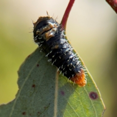 Pergidae sp. (family) at Casey, ACT - 18 Aug 2024