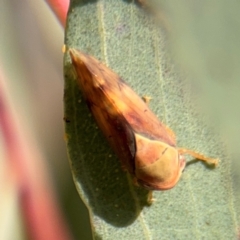 Brunotartessus fulvus (Yellow-headed Leafhopper) at Casey, ACT - 18 Aug 2024 by Hejor1