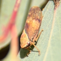 Brunotartessus fulvus at Casey, ACT - 18 Aug 2024