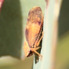 Brunotartessus fulvus at Casey, ACT - 18 Aug 2024