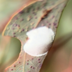 Glycaspis sp. (genus) at Casey, ACT - 18 Aug 2024 by Hejor1