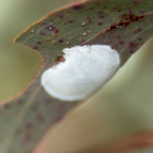 Unidentified at suppressed - 18 Aug 2024