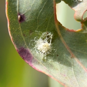 Glycaspis sp. (genus) at Casey, ACT - 18 Aug 2024