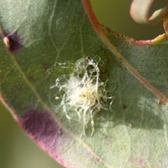 Glycaspis sp. (genus) at Casey, ACT - 18 Aug 2024