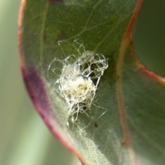 Glycaspis sp. (genus) at Casey, ACT - 18 Aug 2024