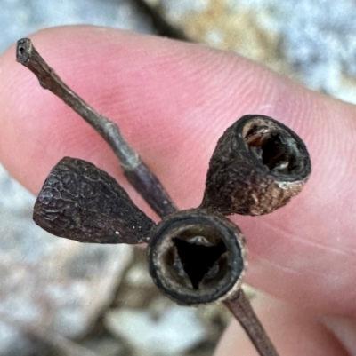 Eucalyptus sp. at Bowen, QLD - 18 Aug 2024 by lbradley