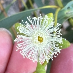 Eucalyptus persistens at Bowen, QLD - 18 Aug 2024 04:21 PM