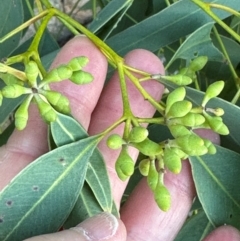 Eucalyptus persistens at Bowen, QLD - 18 Aug 2024 04:21 PM