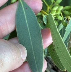 Eucalyptus persistens at Bowen, QLD - 18 Aug 2024 04:21 PM