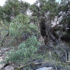 Eucalyptus persistens at Bowen, QLD - 18 Aug 2024 04:21 PM