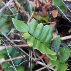 Pellaea calidirupium (Hot Rock Fern) at Strathnairn, ACT - 18 Aug 2024 by Clarel