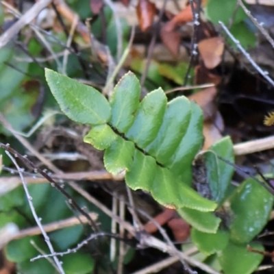 Pellaea calidirupium (Hot Rock Fern) at Strathnairn, ACT - 18 Aug 2024 by Clarel